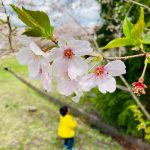 【高知の公園巡り】今年最後のお花見！桜の名所鏡野公園【其の13】