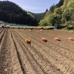 これで運動不足は解消！？しょうがの植え付けのお手伝い。