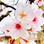 桜の季節だね～、、、ガスファンヒーターの清掃作業！