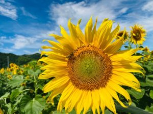 2025】今年も行って来ました土佐市出間の「早咲きのひまわり園