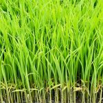 お米が出来るまでのあれこれ！その２