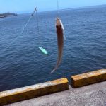 キス釣りシーズンになってきました。