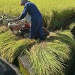 ザ・稲刈り２０２５　今年も実家の手伝いをして来ましたー！！